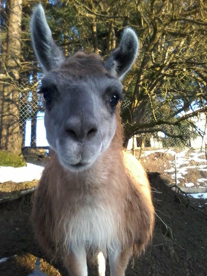 Funny-Farm Sassen Exterior foto